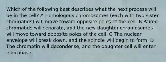 Which of the following best describes what the next process will be in the cell? A Homologous chromosomes (each with two sister chromatids) will move toward opposite poles of the cell. B Paired chromatids will separate, and the new daughter chromosomes will move toward opposite poles of the cell. C The nuclear envelope will break down, and the spindle will begin to form. D The chromatin will decondense, and the daughter cell will enter interphase.