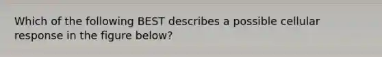 Which of the following BEST describes a possible cellular response in the figure below?