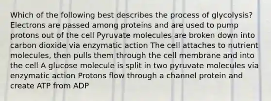 Which of the following best describes the process of glycolysis? Electrons are passed among proteins and are used to pump protons out of the cell Pyruvate molecules are broken down into carbon dioxide via enzymatic action The cell attaches to nutrient molecules, then pulls them through the cell membrane and into the cell A glucose molecule is split in two pyruvate molecules via enzymatic action Protons flow through a channel protein and create ATP from ADP