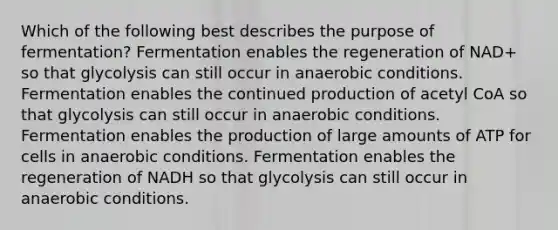 Which of the following best describes the purpose of fermentation? Fermentation enables the regeneration of NAD+ so that glycolysis can still occur in anaerobic conditions. Fermentation enables the continued production of acetyl CoA so that glycolysis can still occur in anaerobic conditions. Fermentation enables the production of large amounts of ATP for cells in anaerobic conditions. Fermentation enables the regeneration of NADH so that glycolysis can still occur in anaerobic conditions.