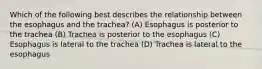 Which of the following best describes the relationship between the esophagus and the trachea? (A) Esophagus is posterior to the trachea (B) Trachea is posterior to the esophagus (C) Esophagus is lateral to the trachea (D) Trachea is lateral to the esophagus