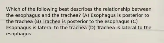 Which of the following best describes the relationship between the esophagus and the trachea? (A) Esophagus is posterior to the trachea (B) Trachea is posterior to the esophagus (C) Esophagus is lateral to the trachea (D) Trachea is lateral to the esophagus