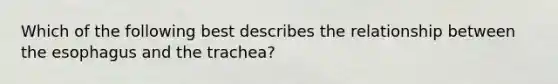 Which of the following best describes the relationship between the esophagus and the trachea?