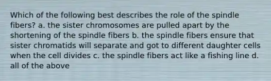 Which of the following best describes the role of the spindle fibers? a. the sister chromosomes are pulled apart by the shortening of the spindle fibers b. the spindle fibers ensure that sister chromatids will separate and got to different daughter cells when the cell divides c. the spindle fibers act like a fishing line d. all of the above