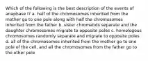 Which of the following is the best description of the events of anaphase I? a. half of the chromosomes inherited from the mother go to one pole along with half the chromosomes inherited from the father b. sister chromatids separate and the daughter chromosomes migrate to opposite poles c. homologous chromosomes randomly separate and migrate to opposite poles d. all of the chromosomes inherited from the mother go to one pole of the cell, and all the chromosomes from the father go to the other pole