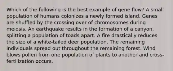 Which of the following is the best example of gene flow? A small population of humans colonizes a newly formed island. Genes are shuffled by the crossing over of chromosomes during meiosis. An earthquake results in the formation of a canyon, splitting a population of toads apart. A fire drastically reduces the size of a white-tailed deer population. The remaining individuals spread out throughout the remaining forest. Wind blows pollen from one population of plants to another and cross-fertilization occurs.