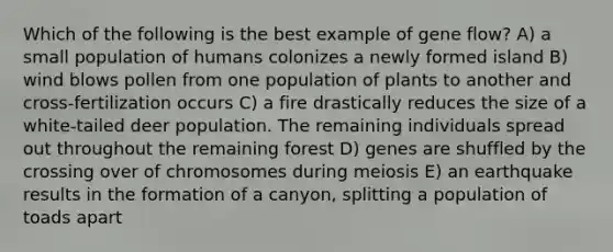 Which of the following is the best example of gene flow? A) a small population of humans colonizes a newly formed island B) wind blows pollen from one population of plants to another and cross-fertilization occurs C) a fire drastically reduces the size of a white-tailed deer population. The remaining individuals spread out throughout the remaining forest D) genes are shuffled by the crossing over of chromosomes during meiosis E) an earthquake results in the formation of a canyon, splitting a population of toads apart