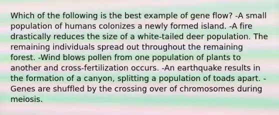 Which of the following is the best example of gene flow? -A small population of humans colonizes a newly formed island. -A fire drastically reduces the size of a white-tailed deer population. The remaining individuals spread out throughout the remaining forest. -Wind blows pollen from one population of plants to another and cross-fertilization occurs. -An earthquake results in the formation of a canyon, splitting a population of toads apart. -Genes are shuffled by the crossing over of chromosomes during meiosis.