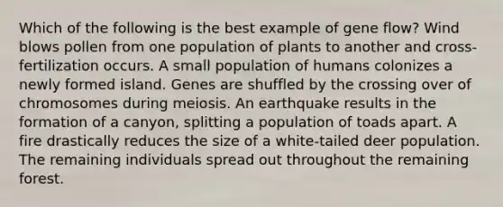 Which of the following is the best example of gene flow? Wind blows pollen from one population of plants to another and cross-fertilization occurs. A small population of humans colonizes a newly formed island. Genes are shuffled by the crossing over of chromosomes during meiosis. An earthquake results in the formation of a canyon, splitting a population of toads apart. A fire drastically reduces the size of a white-tailed deer population. The remaining individuals spread out throughout the remaining forest.