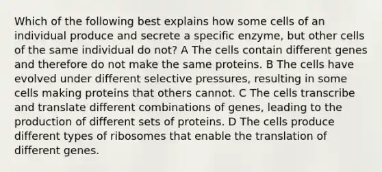 Which of the following best explains how some cells of an individual produce and secrete a specific enzyme, but other cells of the same individual do not? A The cells contain different genes and therefore do not make the same proteins. B The cells have evolved under different selective pressures, resulting in some cells making proteins that others cannot. C The cells transcribe and translate different combinations of genes, leading to the production of different sets of proteins. D The cells produce different types of ribosomes that enable the translation of different genes.