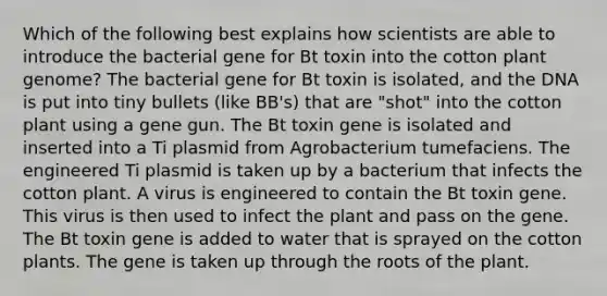 Which of the following best explains how scientists are able to introduce the bacterial gene for Bt toxin into the cotton plant genome? The bacterial gene for Bt toxin is isolated, and the DNA is put into tiny bullets (like BB's) that are "shot" into the cotton plant using a gene gun. The Bt toxin gene is isolated and inserted into a Ti plasmid from Agrobacterium tumefaciens. The engineered Ti plasmid is taken up by a bacterium that infects the cotton plant. A virus is engineered to contain the Bt toxin gene. This virus is then used to infect the plant and pass on the gene. The Bt toxin gene is added to water that is sprayed on the cotton plants. The gene is taken up through the roots of the plant.