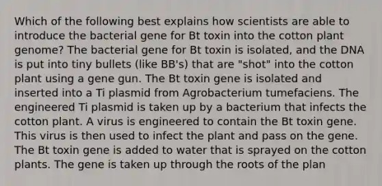 Which of the following best explains how scientists are able to introduce the bacterial gene for Bt toxin into the cotton plant genome? The bacterial gene for Bt toxin is isolated, and the DNA is put into tiny bullets (like BB's) that are "shot" into the cotton plant using a gene gun. The Bt toxin gene is isolated and inserted into a Ti plasmid from Agrobacterium tumefaciens. The engineered Ti plasmid is taken up by a bacterium that infects the cotton plant. A virus is engineered to contain the Bt toxin gene. This virus is then used to infect the plant and pass on the gene. The Bt toxin gene is added to water that is sprayed on the cotton plants. The gene is taken up through the roots of the plan