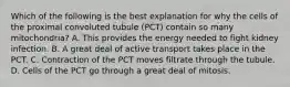 Which of the following is the best explanation for why the cells of the proximal convoluted tubule (PCT) contain so many mitochondria? A. This provides the energy needed to fight kidney infection. B. A great deal of active transport takes place in the PCT. C. Contraction of the PCT moves filtrate through the tubule. D. Cells of the PCT go through a great deal of mitosis.