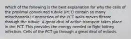 Which of the following is the best explanation for why the cells of the proximal convoluted tubule (PCT) contain so many mitochondria? Contraction of the PCT walls moves filtrate through the tubule. A great deal of active transport takes place in the PCT. This provides the energy needed to fight kidney infection. Cells of the PCT go through a great deal of mitosis.