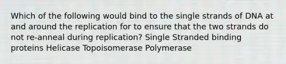 Which of the following would bind to the single strands of DNA at and around the replication for to ensure that the two strands do not re-anneal during replication? Single Stranded binding proteins Helicase Topoisomerase Polymerase