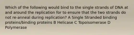 Which of the following would bind to the single strands of DNA at and around the replication for to ensure that the two strands do not re-anneal during replication? A Single Stranded binding proteins/binding proteins B Helicase C Topoisomerase D Polymerase