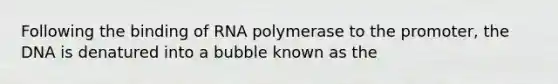 Following the binding of RNA polymerase to the promoter, the DNA is denatured into a bubble known as the