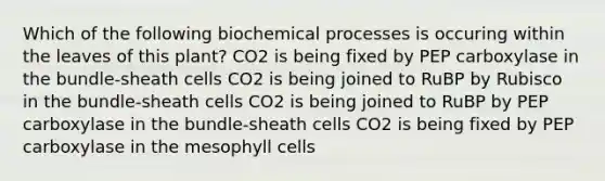 Which of the following biochemical processes is occuring within the leaves of this plant? CO2 is being fixed by PEP carboxylase in the bundle-sheath cells CO2 is being joined to RuBP by Rubisco in the bundle-sheath cells CO2 is being joined to RuBP by PEP carboxylase in the bundle-sheath cells CO2 is being fixed by PEP carboxylase in the mesophyll cells