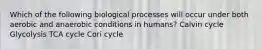 Which of the following biological processes will occur under both aerobic and anaerobic conditions in humans? Calvin cycle Glycolysis TCA cycle Cori cycle