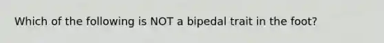 Which of the following is NOT a bipedal trait in the foot?