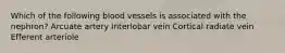 Which of the following blood vessels is associated with the nephron? Arcuate artery Interlobar vein Cortical radiate vein Efferent arteriole