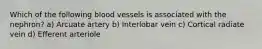 Which of the following blood vessels is associated with the nephron? a) Arcuate artery b) Interlobar vein c) Cortical radiate vein d) Efferent arteriole