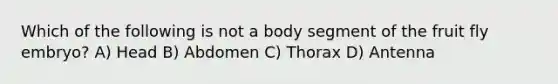 Which of the following is not a body segment of the fruit fly embryo? A) Head B) Abdomen C) Thorax D) Antenna