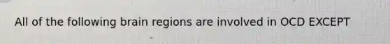 All of the following brain regions are involved in OCD EXCEPT