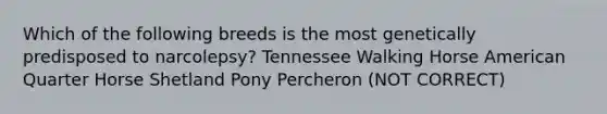 Which of the following breeds is the most genetically predisposed to narcolepsy? Tennessee Walking Horse American Quarter Horse Shetland Pony Percheron (NOT CORRECT)