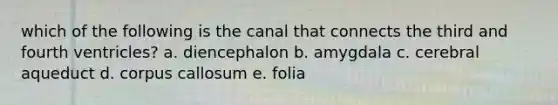 which of the following is the canal that connects the third and fourth ventricles? a. diencephalon b. amygdala c. cerebral aqueduct d. corpus callosum e. folia