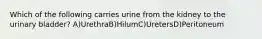 Which of the following carries urine from the kidney to the urinary bladder? A)UrethraB)HilumC)UretersD)Peritoneum