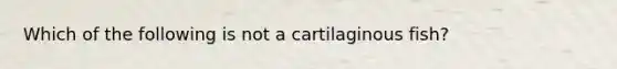 Which of the following is not a cartilaginous fish?