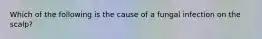 Which of the following is the cause of a fungal infection on the scalp?