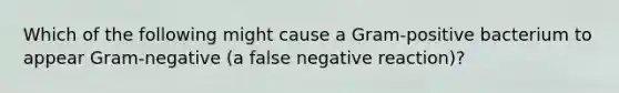 Which of the following might cause a Gram-positive bacterium to appear Gram-negative (a false negative reaction)?