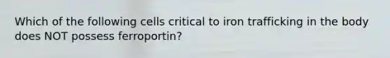 Which of the following cells critical to iron trafficking in the body does NOT possess ferroportin?