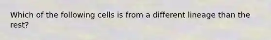 Which of the following cells is from a different lineage than the rest?