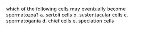 which of the following cells may eventually become spermatozoa? a. sertoli cells b. sustentacular cells c. spermatogania d. chief cells e. speciation cells