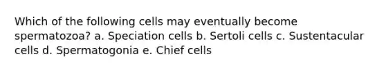 Which of the following cells may eventually become spermatozoa? a. Speciation cells b. Sertoli cells c. Sustentacular cells d. Spermatogonia e. Chief cells