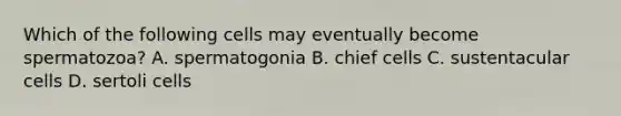 Which of the following cells may eventually become spermatozoa? A. spermatogonia B. chief cells C. sustentacular cells D. sertoli cells