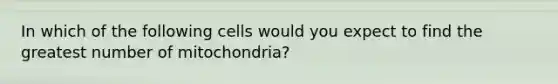 In which of the following cells would you expect to find the greatest number of mitochondria?