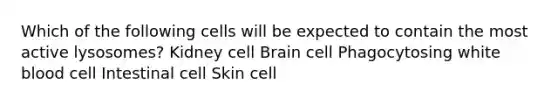 Which of the following cells will be expected to contain the most active lysosomes? Kidney cell Brain cell Phagocytosing white blood cell Intestinal cell Skin cell