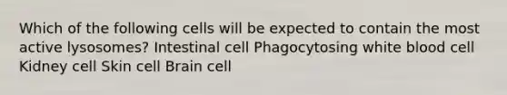 Which of the following cells will be expected to contain the most active lysosomes? Intestinal cell Phagocytosing white blood cell Kidney cell Skin cell Brain cell