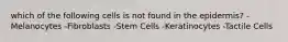 which of the following cells is not found in the epidermis? -Melanocytes -Fibroblasts -Stem Cells -Keratinocytes -Tactile Cells