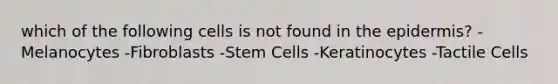 which of the following cells is not found in the epidermis? -Melanocytes -Fibroblasts -Stem Cells -Keratinocytes -Tactile Cells