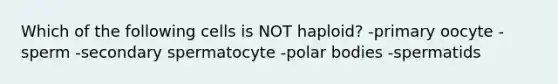 Which of the following cells is NOT haploid? -primary oocyte -sperm -secondary spermatocyte -polar bodies -spermatids