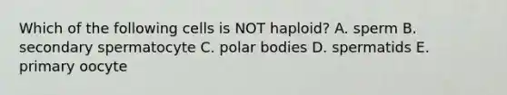 Which of the following cells is NOT haploid? A. sperm B. secondary spermatocyte C. polar bodies D. spermatids E. primary oocyte