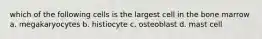 which of the following cells is the largest cell in the bone marrow a. megakaryocytes b. histiocyte c. osteoblast d. mast cell