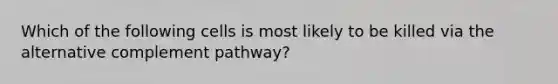 Which of the following cells is most likely to be killed via the alternative complement pathway?