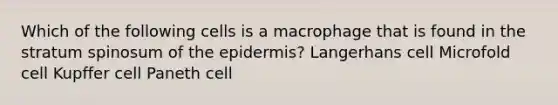 Which of the following cells is a macrophage that is found in the stratum spinosum of <a href='https://www.questionai.com/knowledge/kBFgQMpq6s-the-epidermis' class='anchor-knowledge'>the epidermis</a>? Langerhans cell Microfold cell Kupffer cell Paneth cell