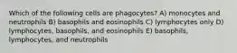 Which of the following cells are phagocytes? A) monocytes and neutrophils B) basophils and eosinophils C) lymphocytes only D) lymphocytes, basophils, and eosinophils E) basophils, lymphocytes, and neutrophils